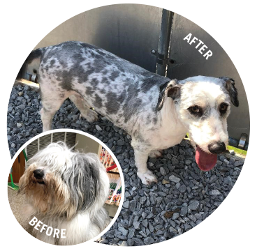 Before and after photos of a dog getting a haircut
