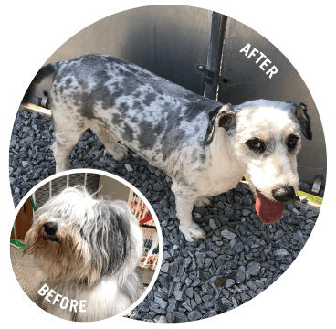 Before and after photos of a dog getting a haircut