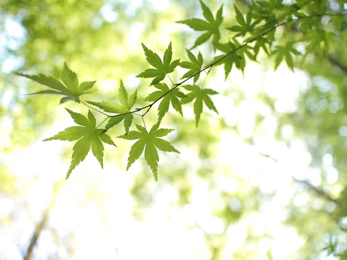 Leaves on a tree; care