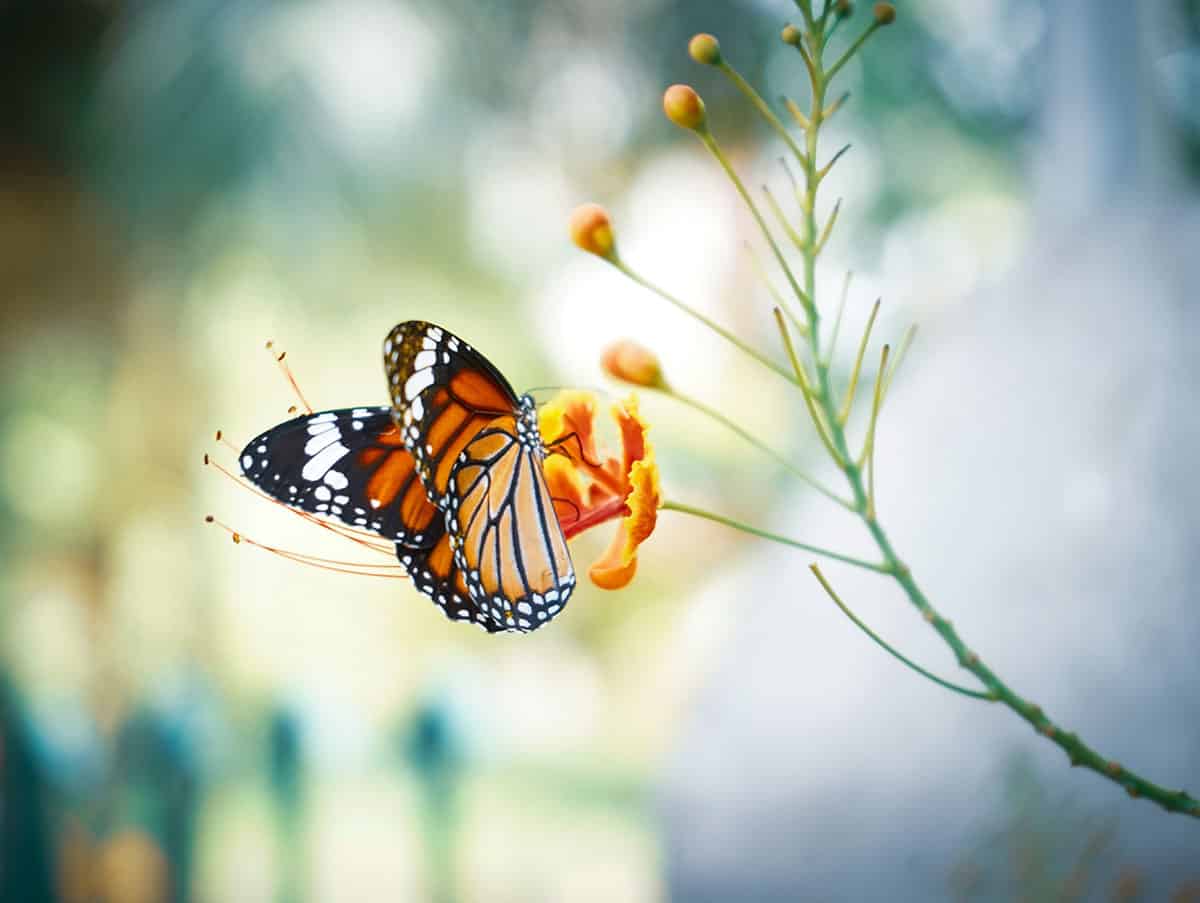 Monarch butterfly on a flower