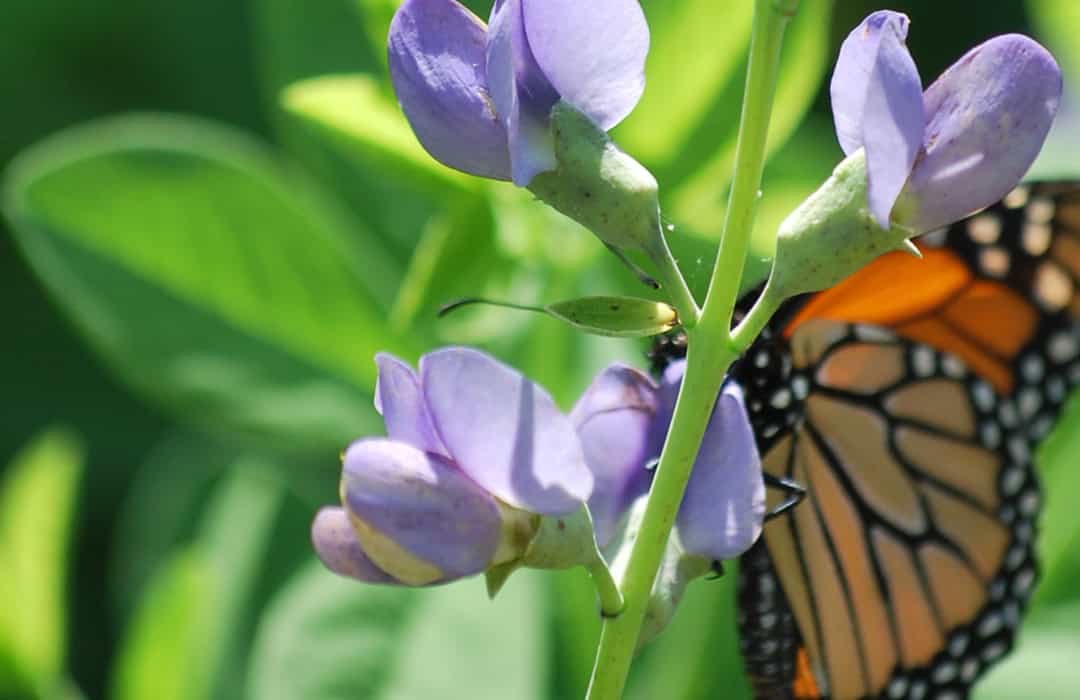 butterfly in garden