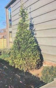 Donated holiday Christmas tree to support Alive Hospice patients and families